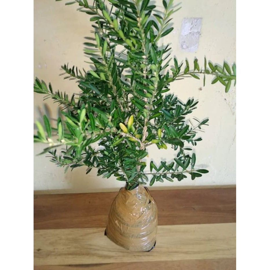 [BERGARANSI] Bibit Bonsai Buxus