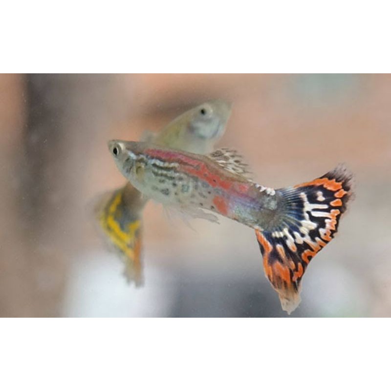 ikan guppy red dragon betina