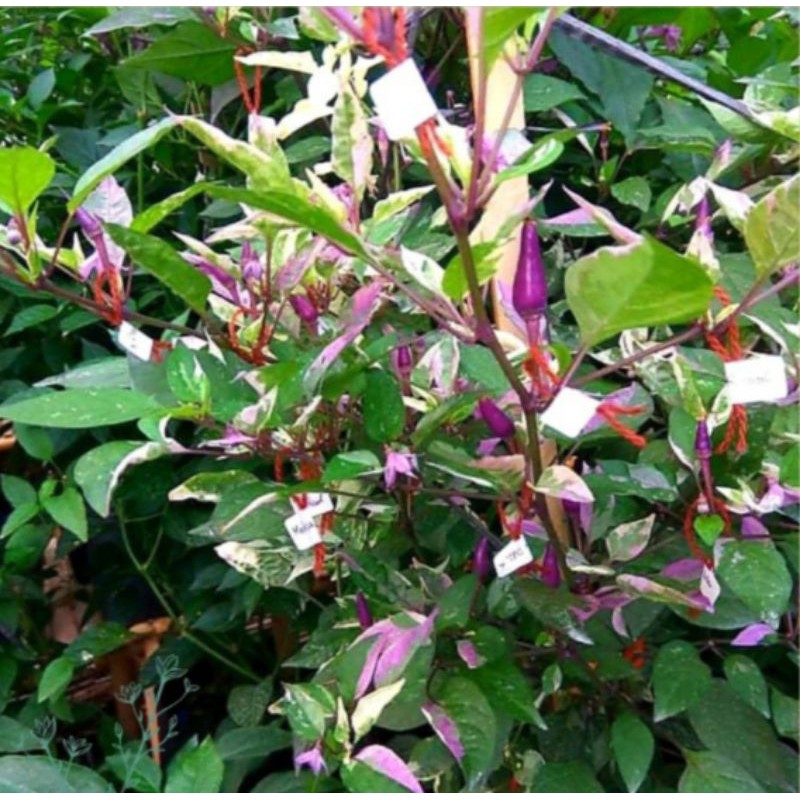 [ Paket Isi 10 Seed ] Benih - Biji - Bibit Cabe Hias Varigata Cabe Unik Cabai Tall Dreamcatcher