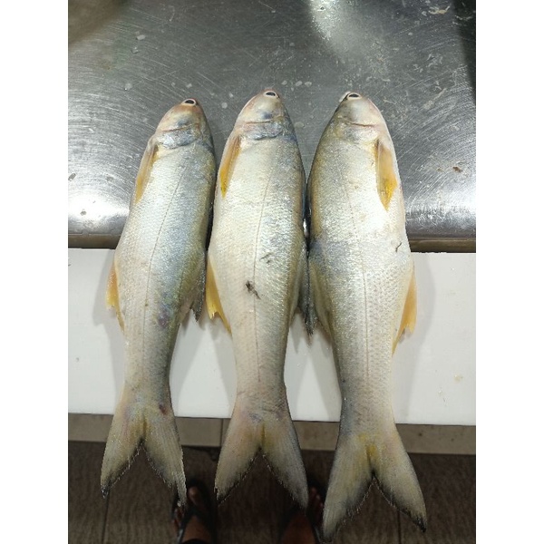 

Ikan Kuro / ikan Senangin