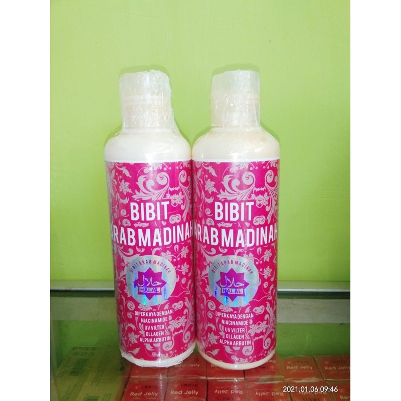 Bibit Arab Madinah Ori 100%