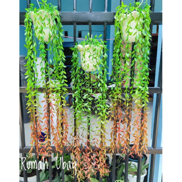 LEE KWAN YEW ARTIFICIAL Tanaman Le Kuan Yu Tanaman Juntai Lee Kwan Yew Pucuk Merah