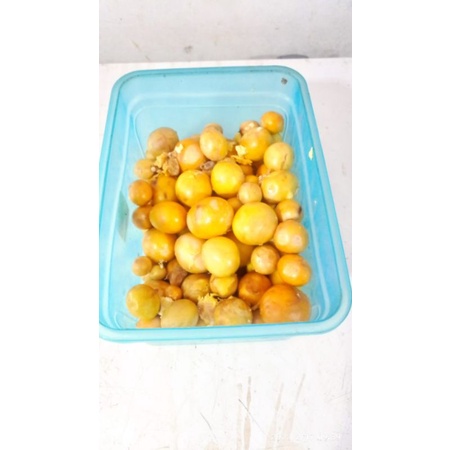 

telur muda uritan rebus enak murah