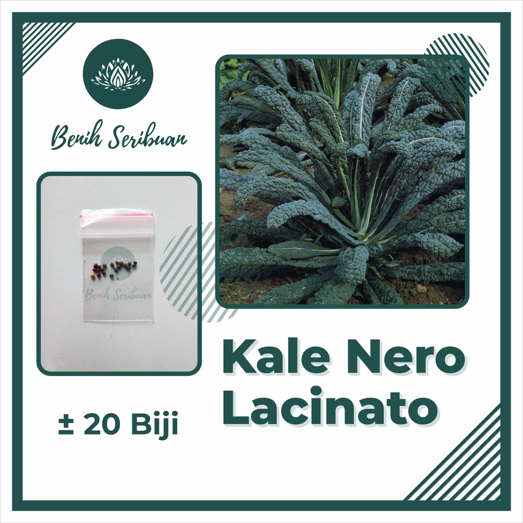 20 Bibit Kale Nero Lacinato Benih Sayuran Kaya Gizi Tanaman Sayur Unggul Berkualitas Seribuan