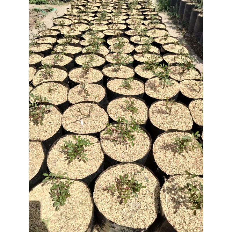 Bibit Bunga Mawar Import