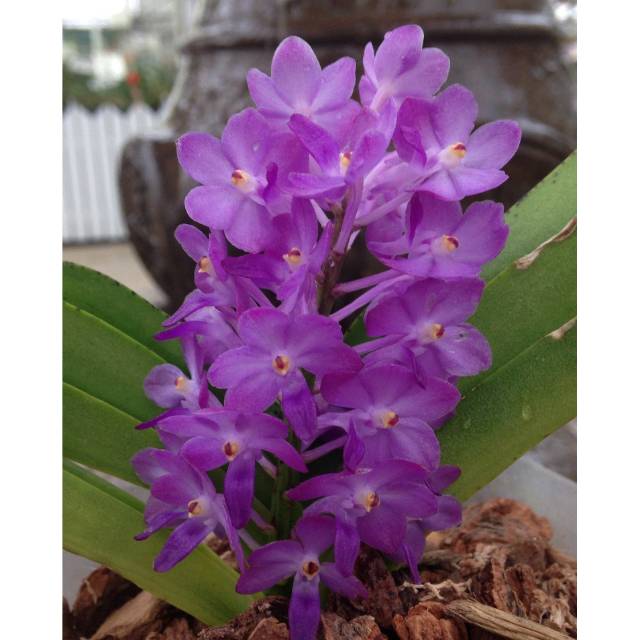 Bunga anggrek retusa ( ungu )