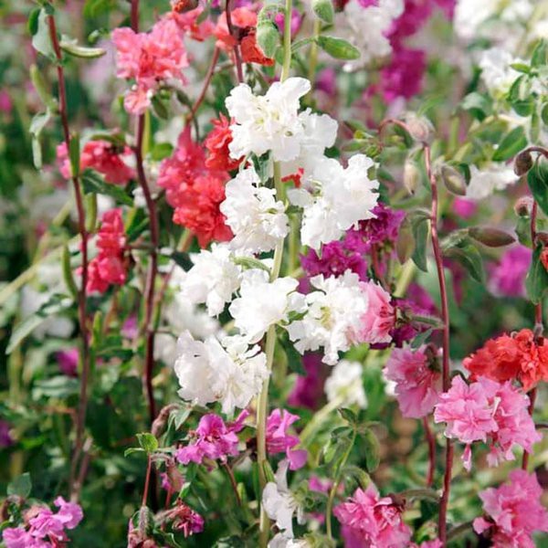 Benih Bibit Biji - Bunga Clarkia Choice Double Mixed Flower Seeds - IMPORT