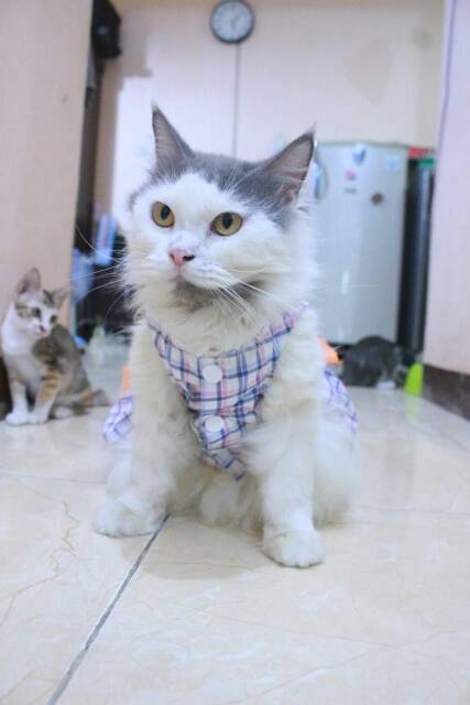 Dress kotak-kotak biru putih untuk kucing &amp; anjing /Jual Baju Kucing Terlengkap Murah size S-XL