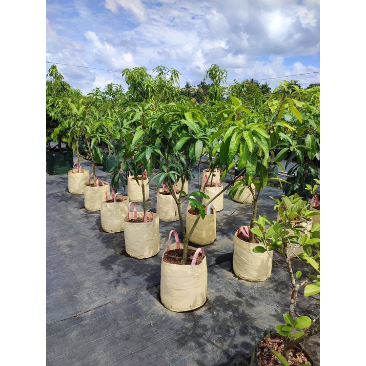 Planter bag planterbag ukuran kurleb 25 liter diameter 30x30 pot tanaman buah dan hias