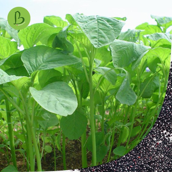 Benih Bayam Hijau - Tanah - Sayuran Hidroponik