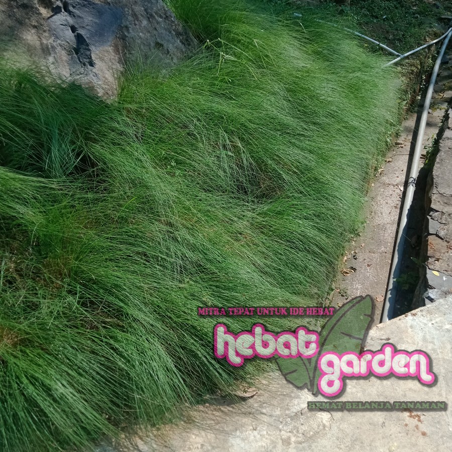 Tanaman Rumput alang alang rambut -ilalang - Imperata cylindrica Raeusch