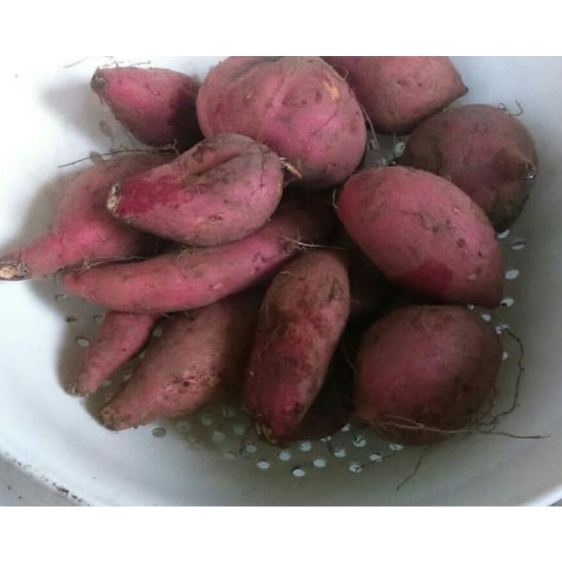

UBI JALAR MERAH 1KG/UBI MERAH FRESH 1KG