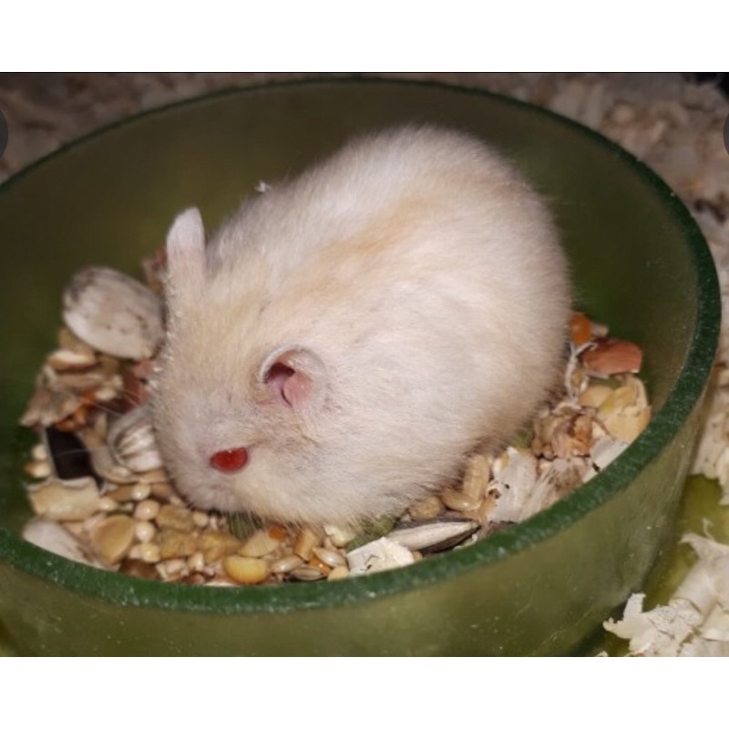 Hamster Winter White Pearl Yellow Line (FREE PACKING)