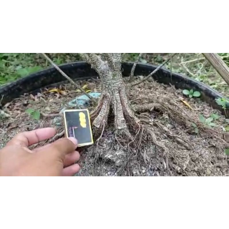 kimeng program pesanan