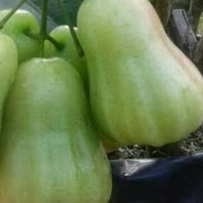 Bibit Buah Jambu Air Madu Deli