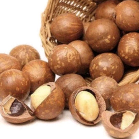 

MACADAMIA KULIT NUTS ROASTED ORIGINAL / BUTER MILK SUPER / MACADAMIA PANGGANG / FREE ALAT / (500gram)