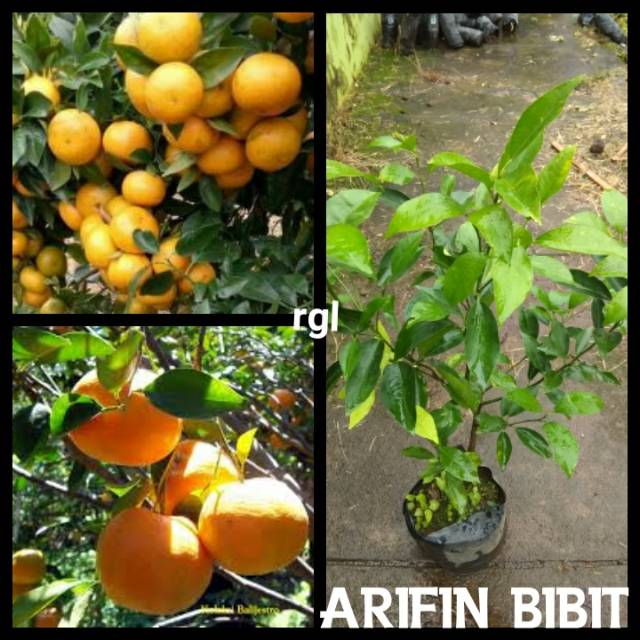 Bibit Jeruk RGL