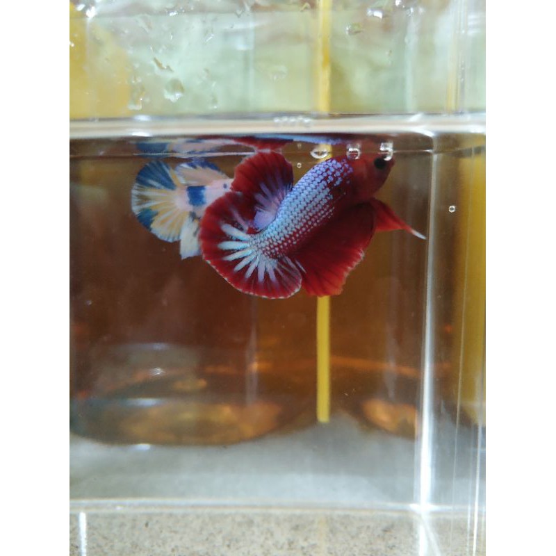 Cupang PK Fccp Red head top grade