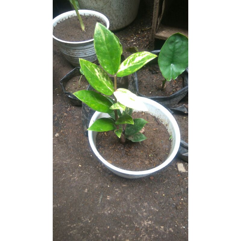 zamia varigata