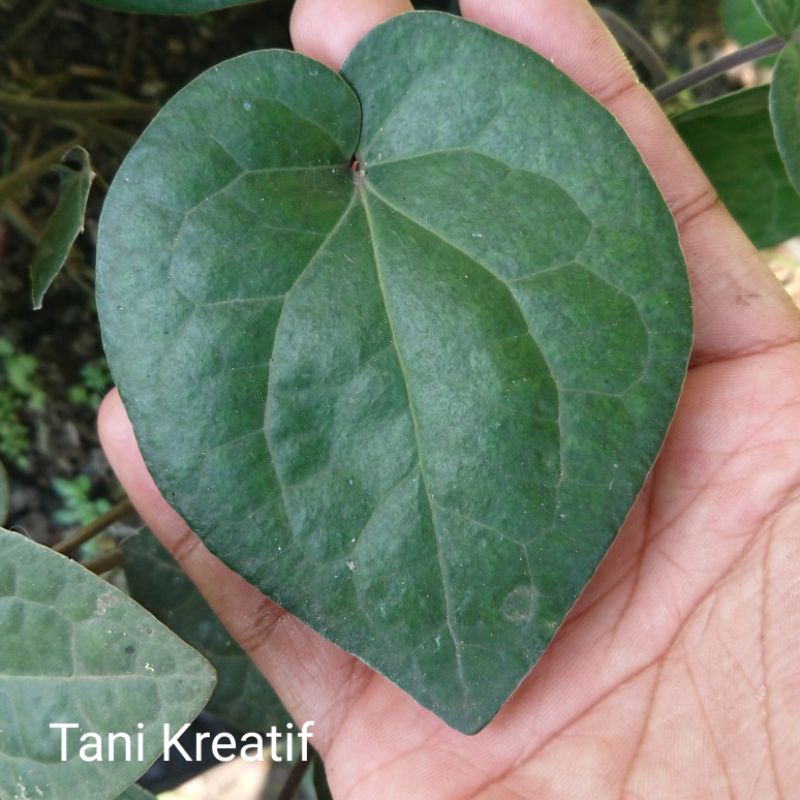 

Daun sirih hitam segar