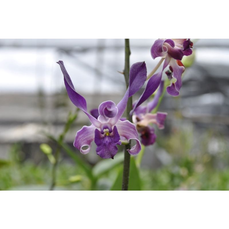 Anggrek Dendrobium Blue Spin Dewasa