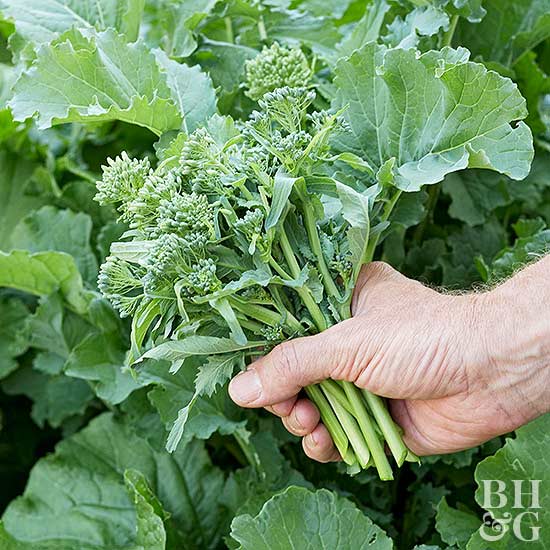 Benih Bibit Biji - Broccoli (Spring) Raab Rapini Brokoli Mini Brassica rapa var. Ruvo Seeds - IMPORT