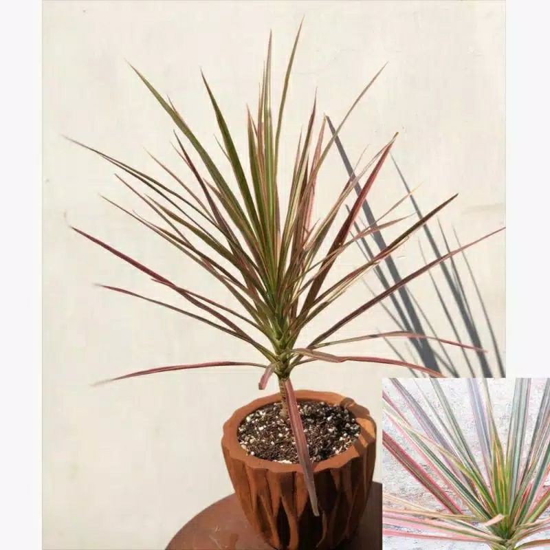 Dracena tricolor merah - tanaman hias
