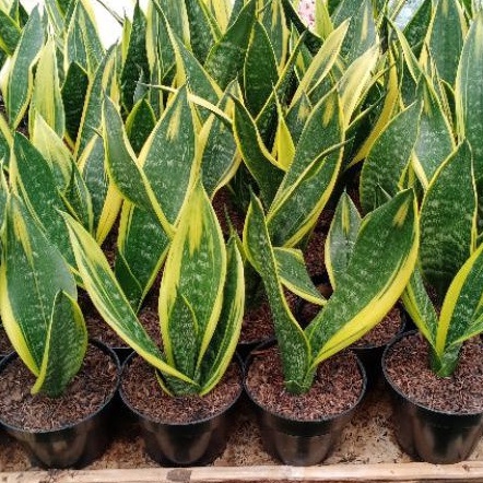 SANSEVIERIA GOLD FLAME