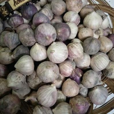 

BISA ✨COD✨ bawang putih tunggal 250gr / bawang putih lanang gas !!