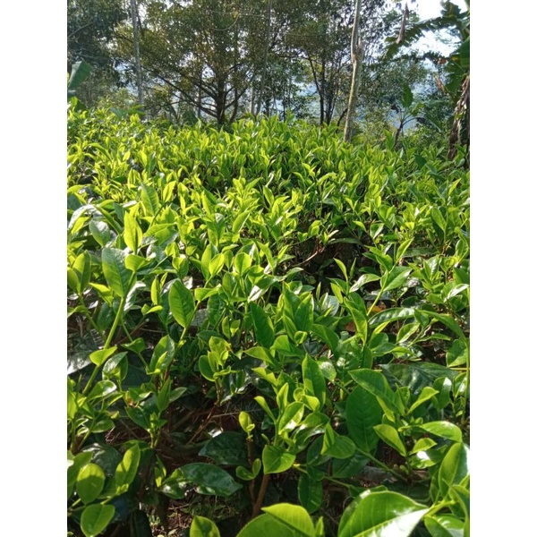 

Teh Hijau