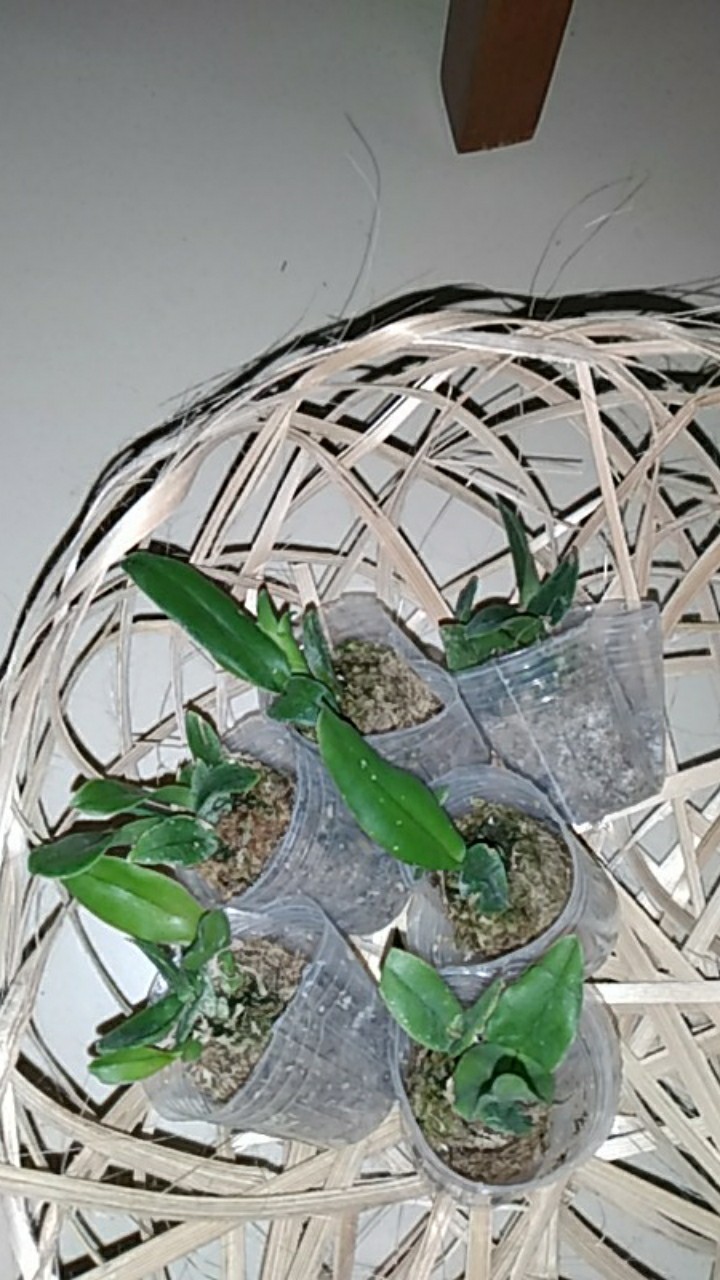 Sedling Anggrek Cattleya