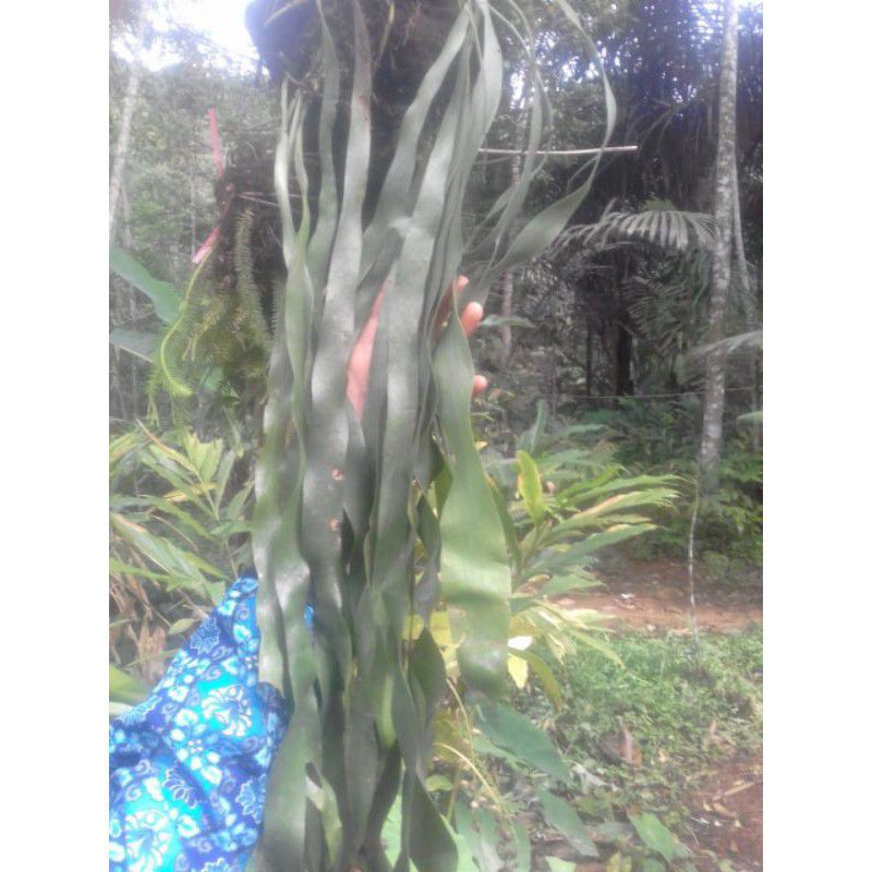 tanaman hias kumpai dasi/ kumpai daun