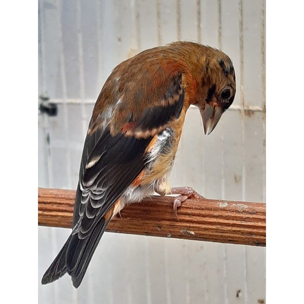 Red siskin Klasik jantan usia 3bln