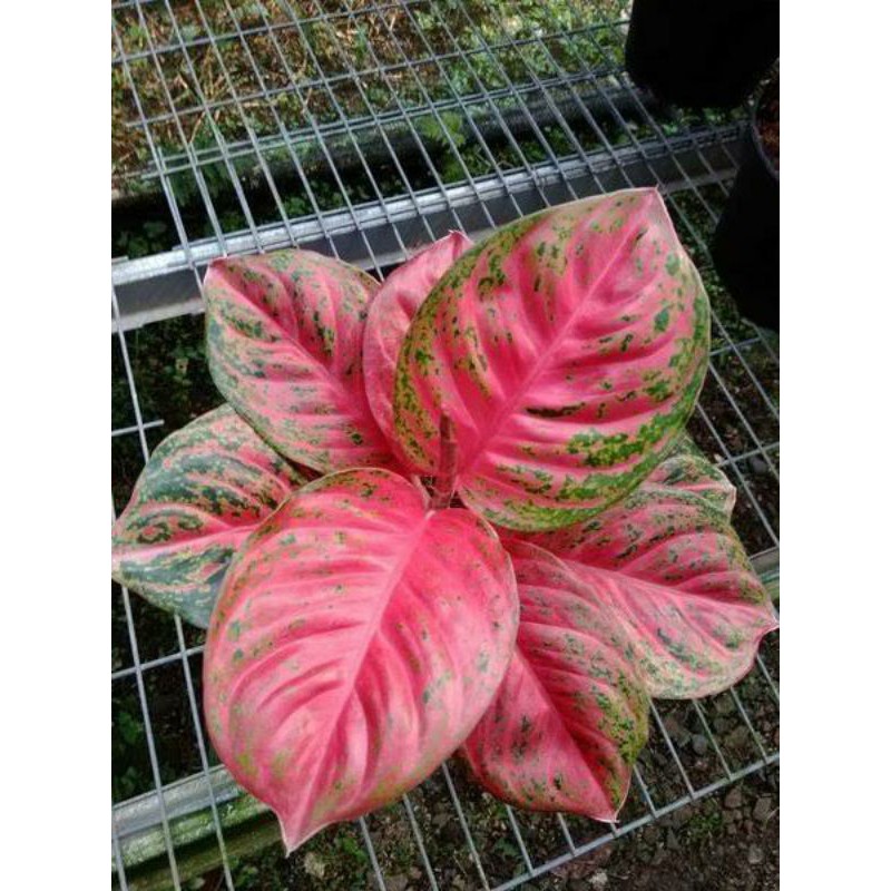 Aglonema Wulandari (Baby)