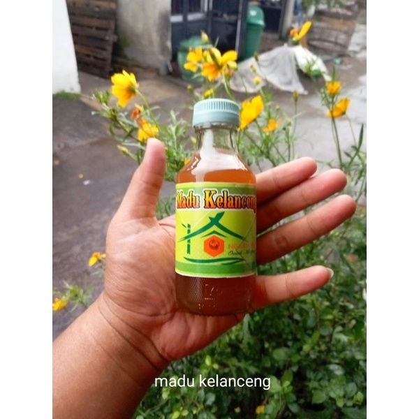 

madu klanceng murni budidaya