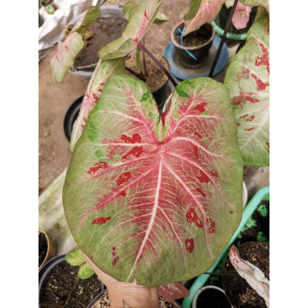 Keladi/caladium_H02/Milioner_import