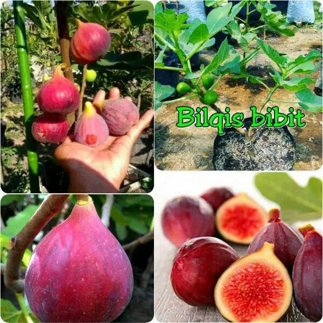 bibit buah tin merah sudah berbuah (bibit tanaman buah)
