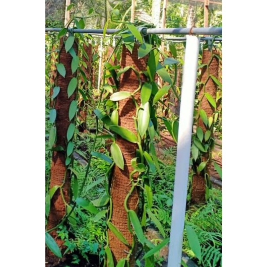 TURUS JUMBO PENYANGGA TANAMAN 150 CM