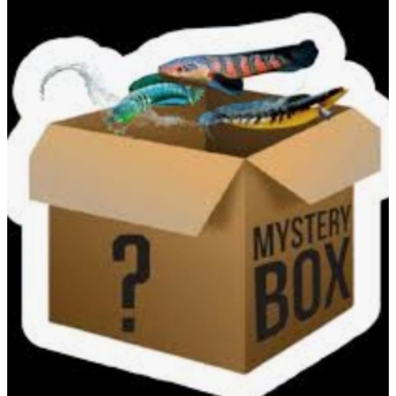 

misteri box chana anti zonk dan anti chana limbata