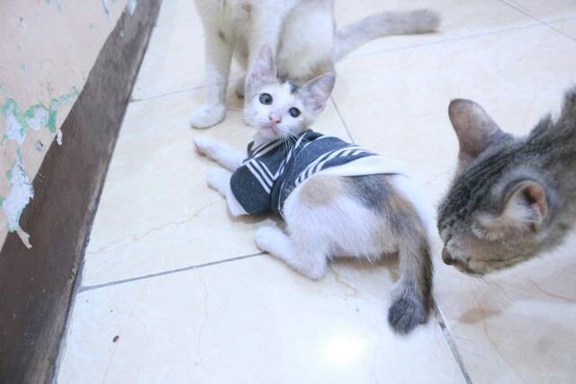 Kaos strip putih abu lengan panjang untuk kucing dan anjing size S M L XL