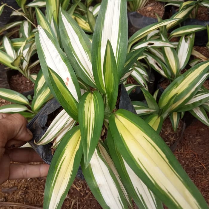 tanaman lili paris hawai daun kuning - lili paris hawai