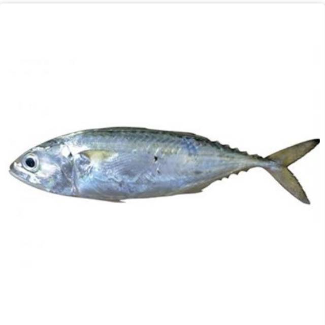 

Ikan Kembung Banjar 1 Kg Grade A Kualitas Premium