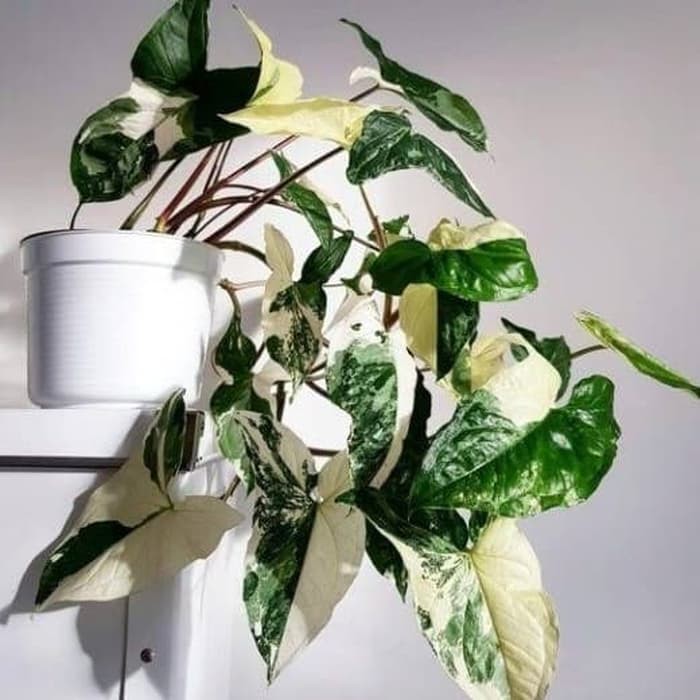 Syngonium Variegata - Tanaman Hias Syngonium Variegata Putih