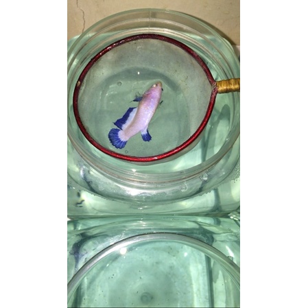 

2 EKOR FEMALE BLUERIM