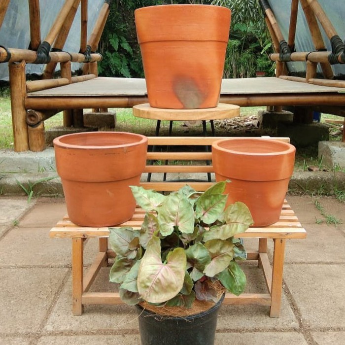 MURAH!!! tanaman hias syngonium maria / tanaman syngonium / syngonium maria