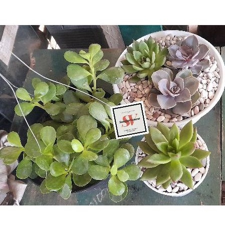 TANAMAN HIAS PAKET GANTUNG/SUKULEN KAKTUS