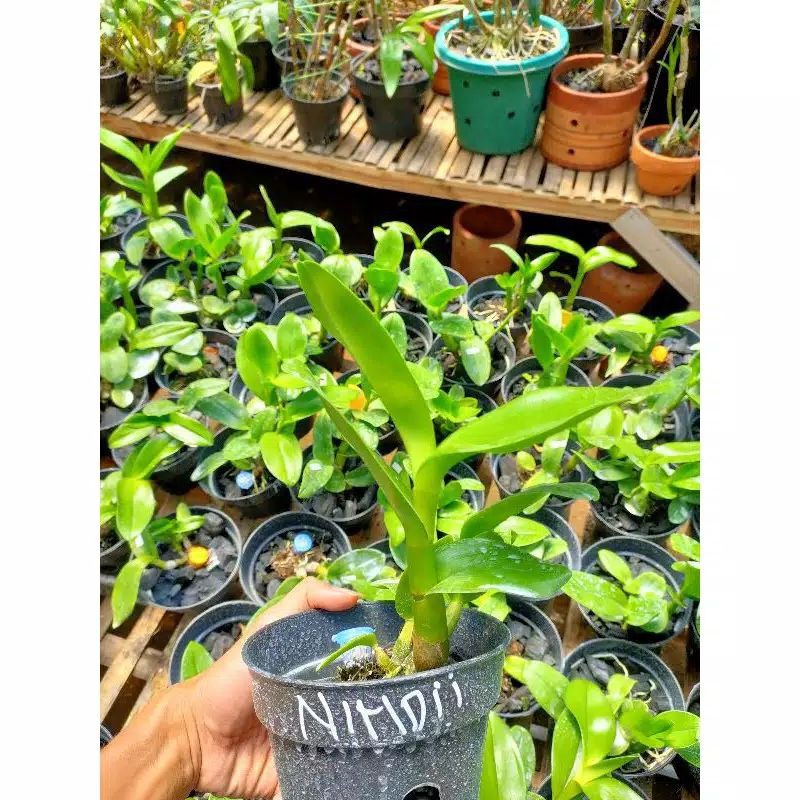 Anggrek dendrobium nindii remaja