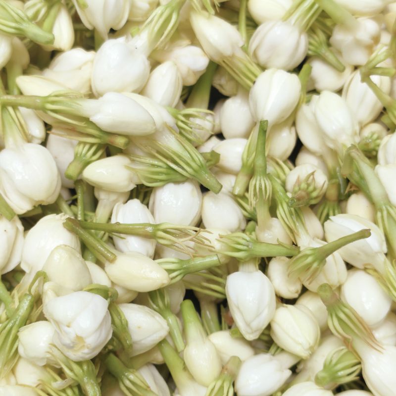 Bunga Melati Masih Segar