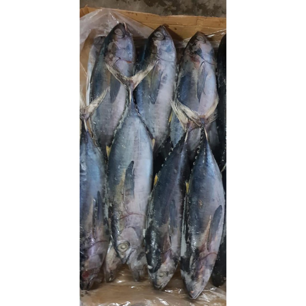 TERLARIS Ikan baby tuna /tongkol abu-abu beku