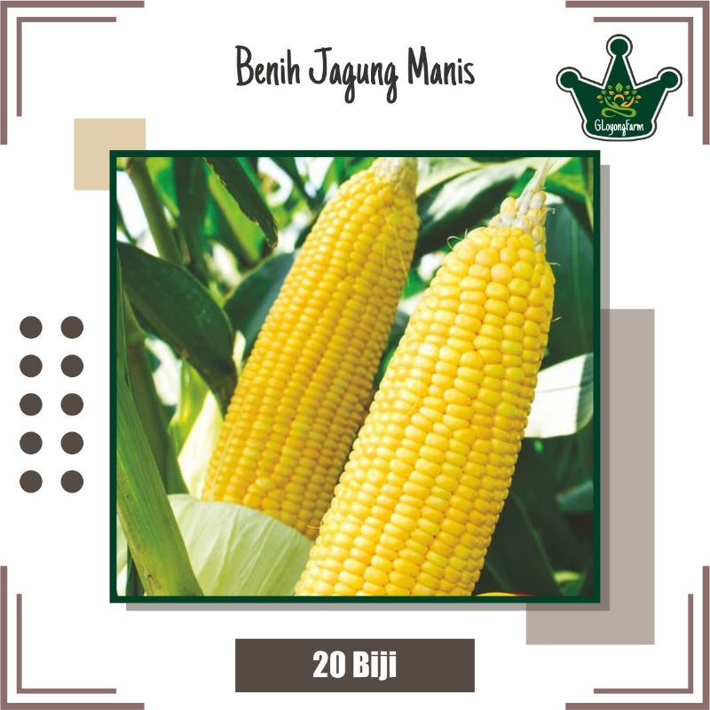 Bibit Jagung Manis Berkualitas - Benih Sayuran